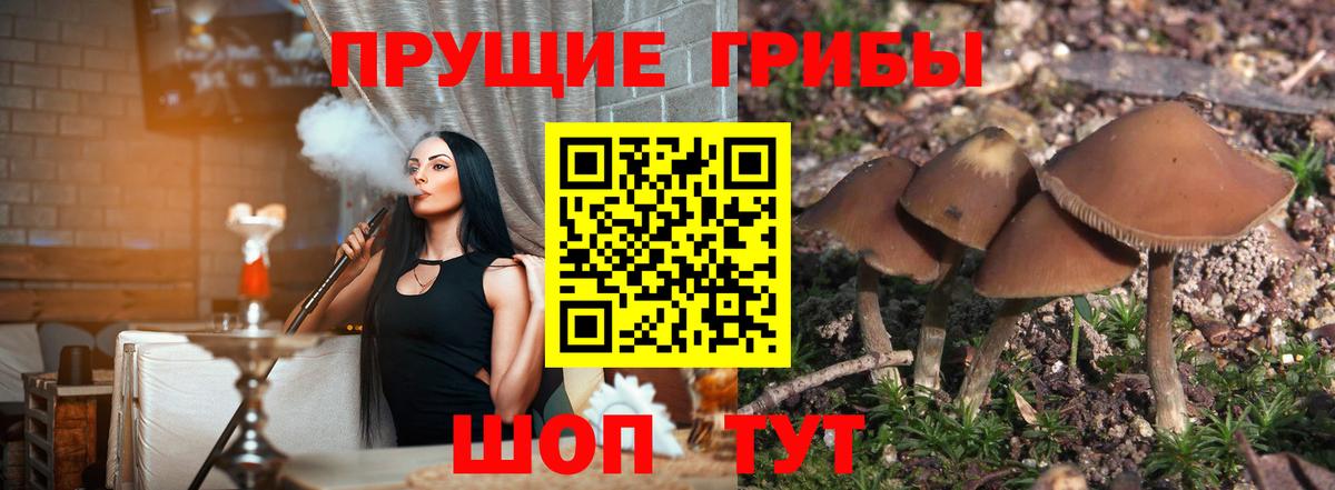 Карталы  Псилоцибиновые грибы Psilocybine cubensis  Вход с VPN 